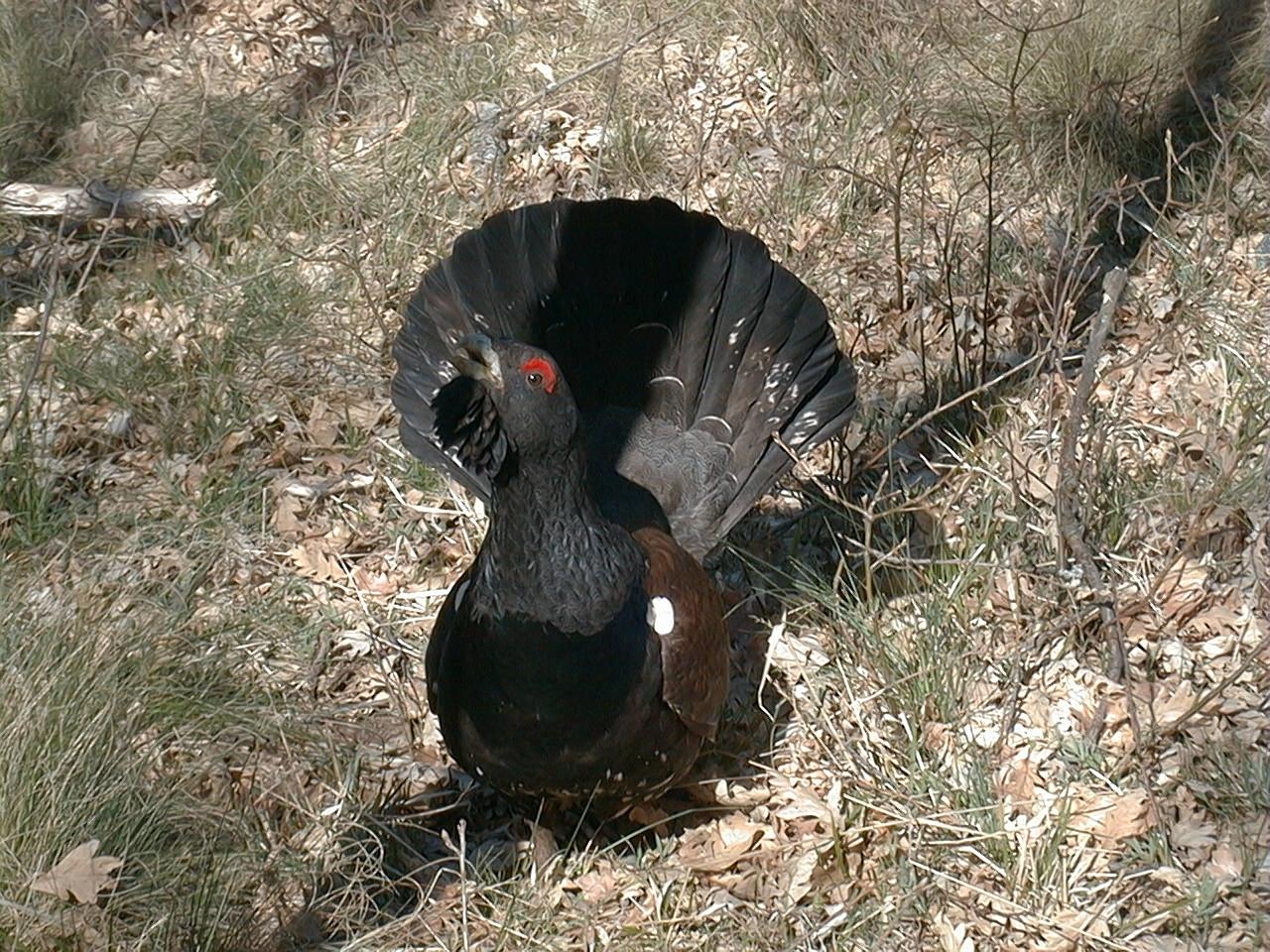 Urogallo cantábrico