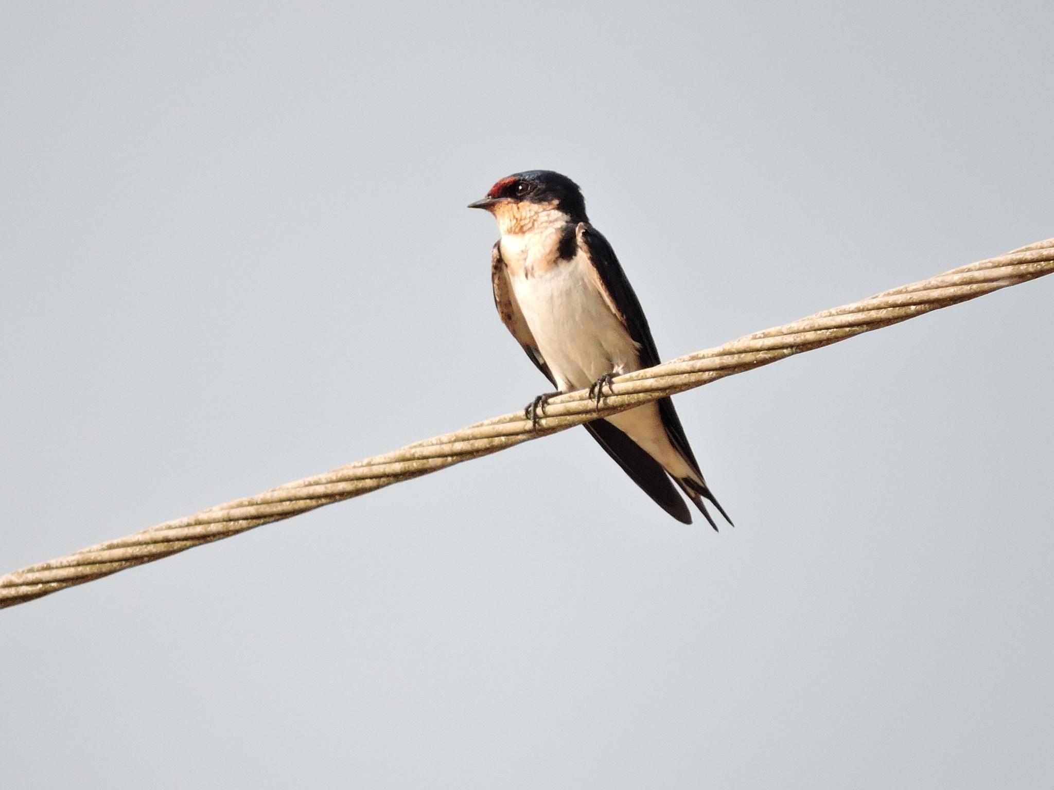 Golondrina Etiópica