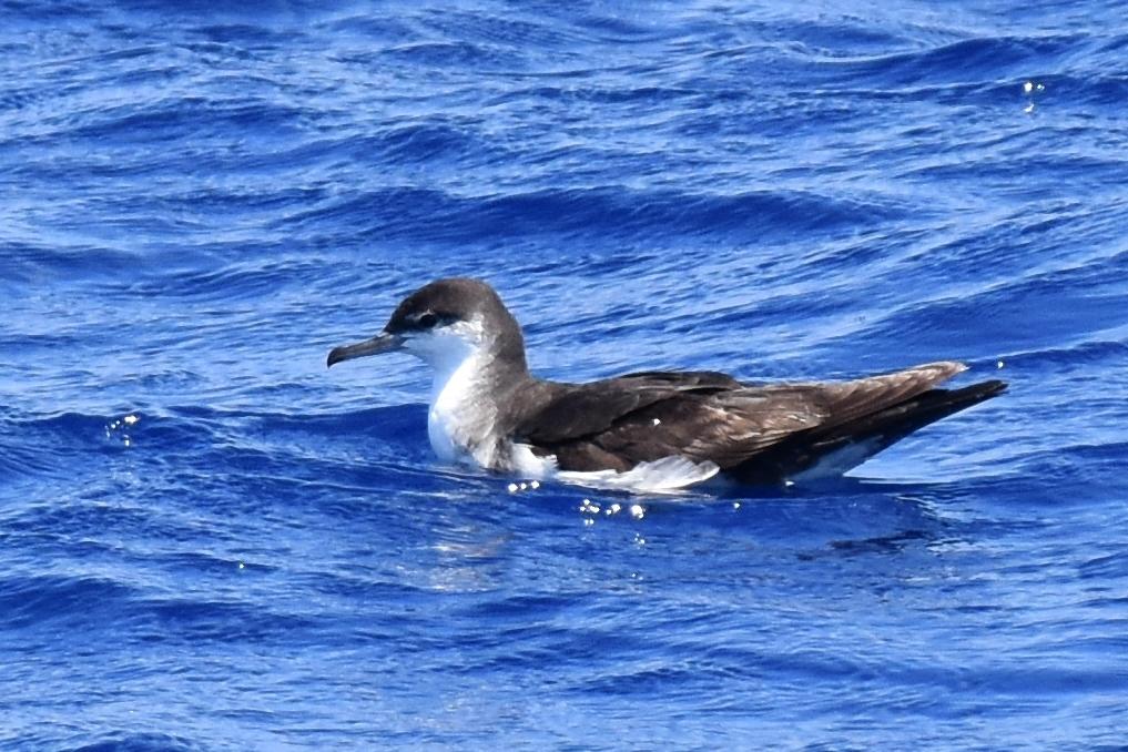 Pardela de Audubon