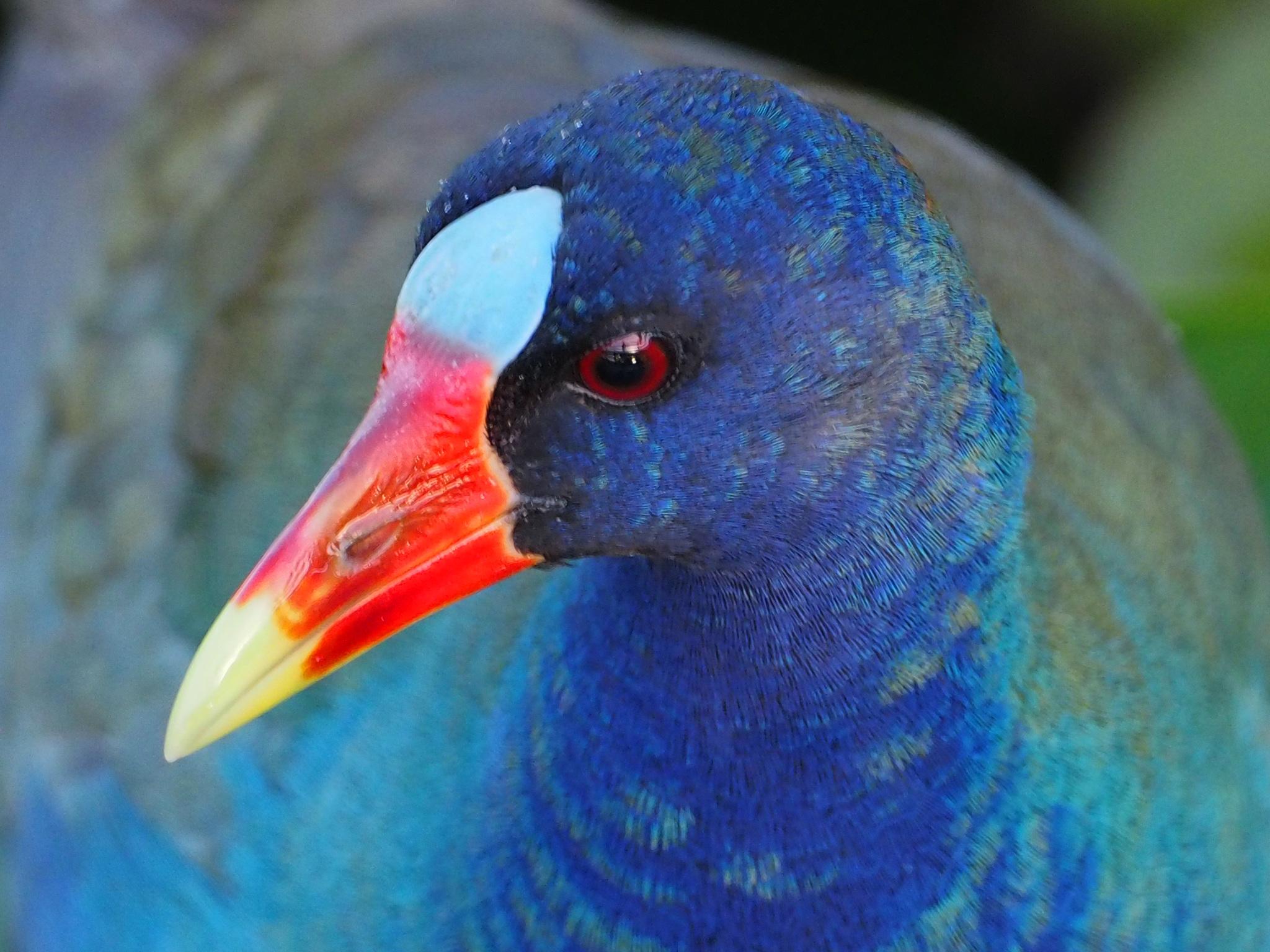 Gallineta morada
