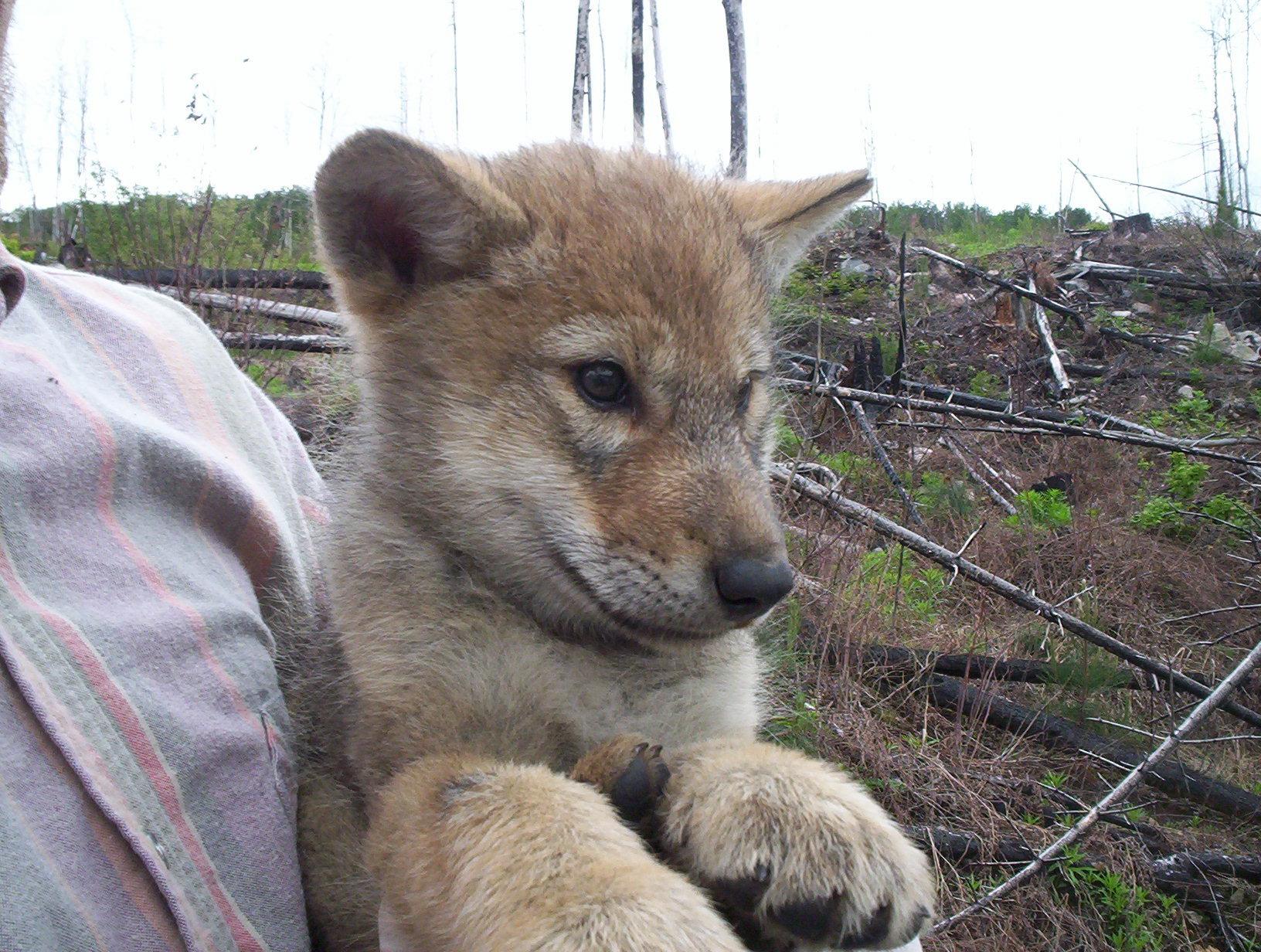 Lobo ciervo