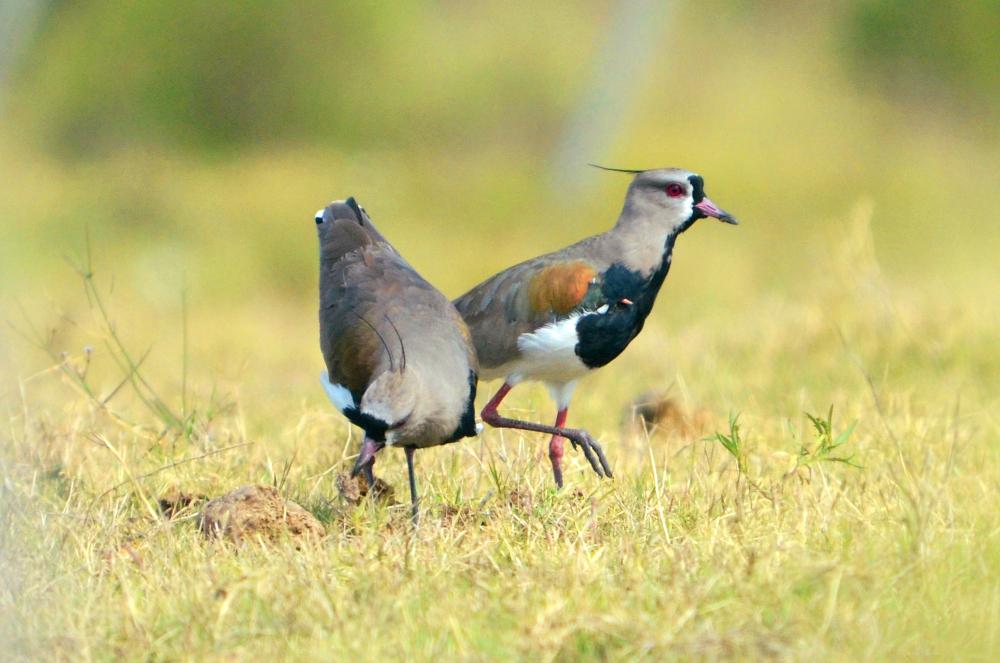 Southern Lapwing