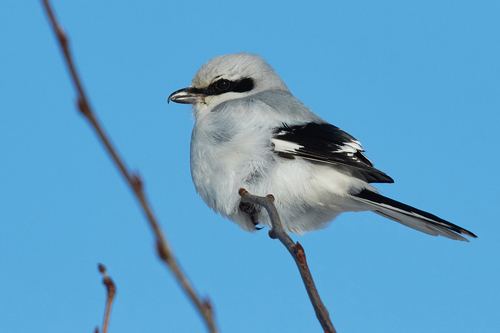 Great Gray Shrike