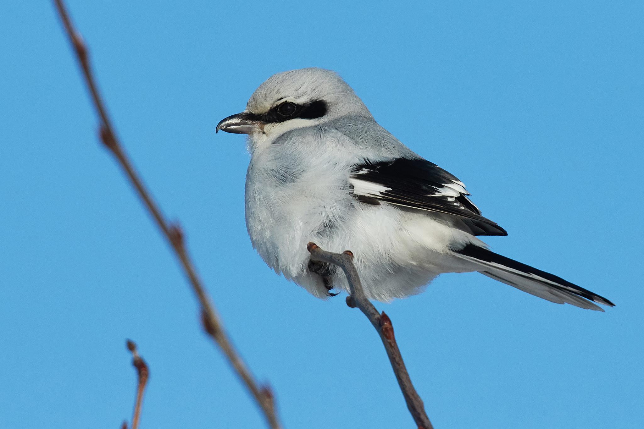 Great Gray Shrike