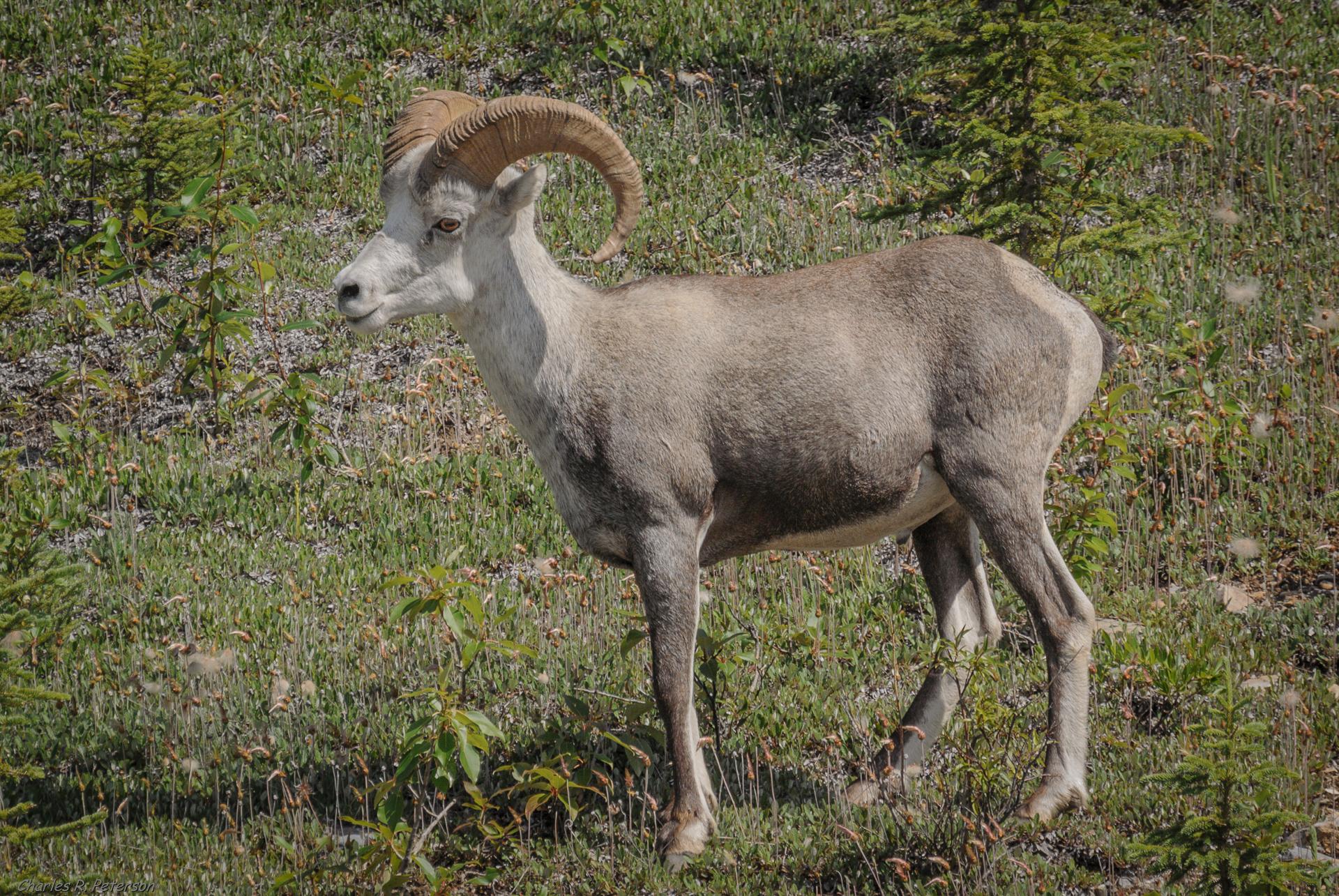 Borrego de Dall