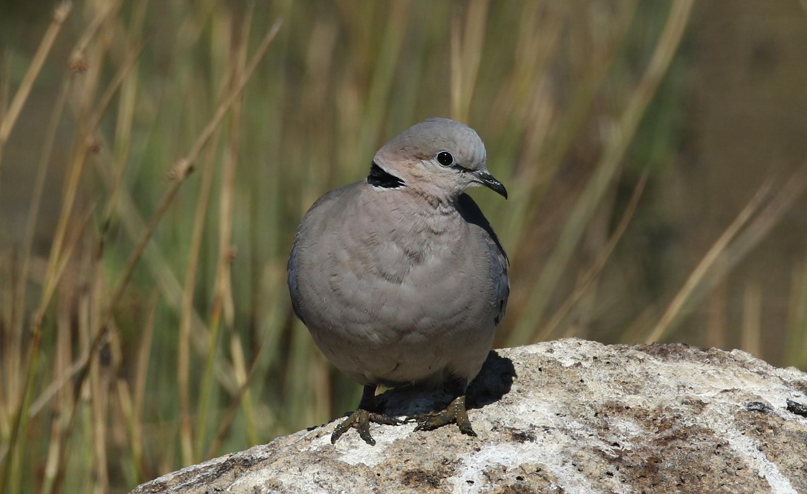 Cape Turtle Dove