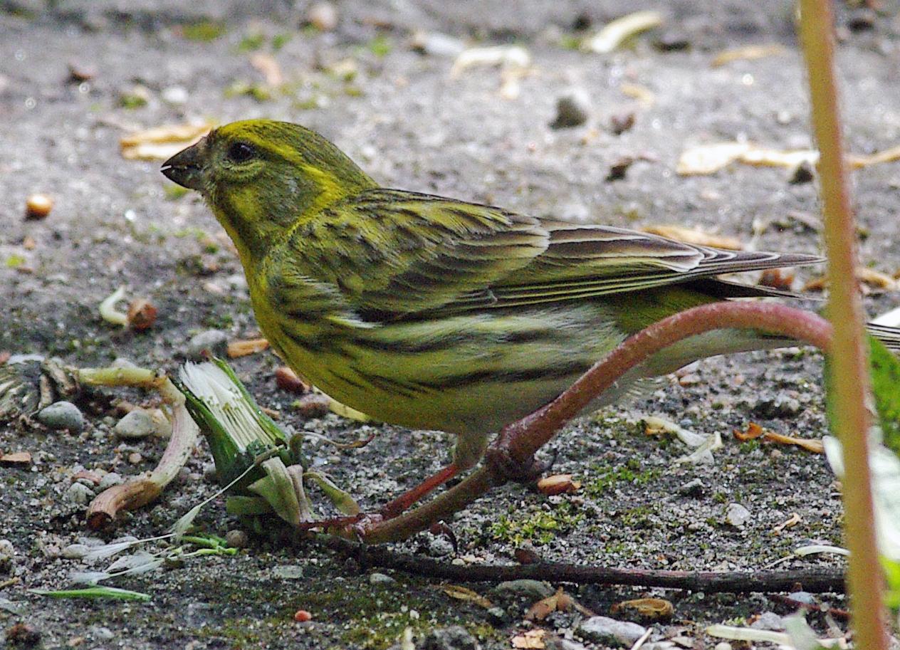 Serines