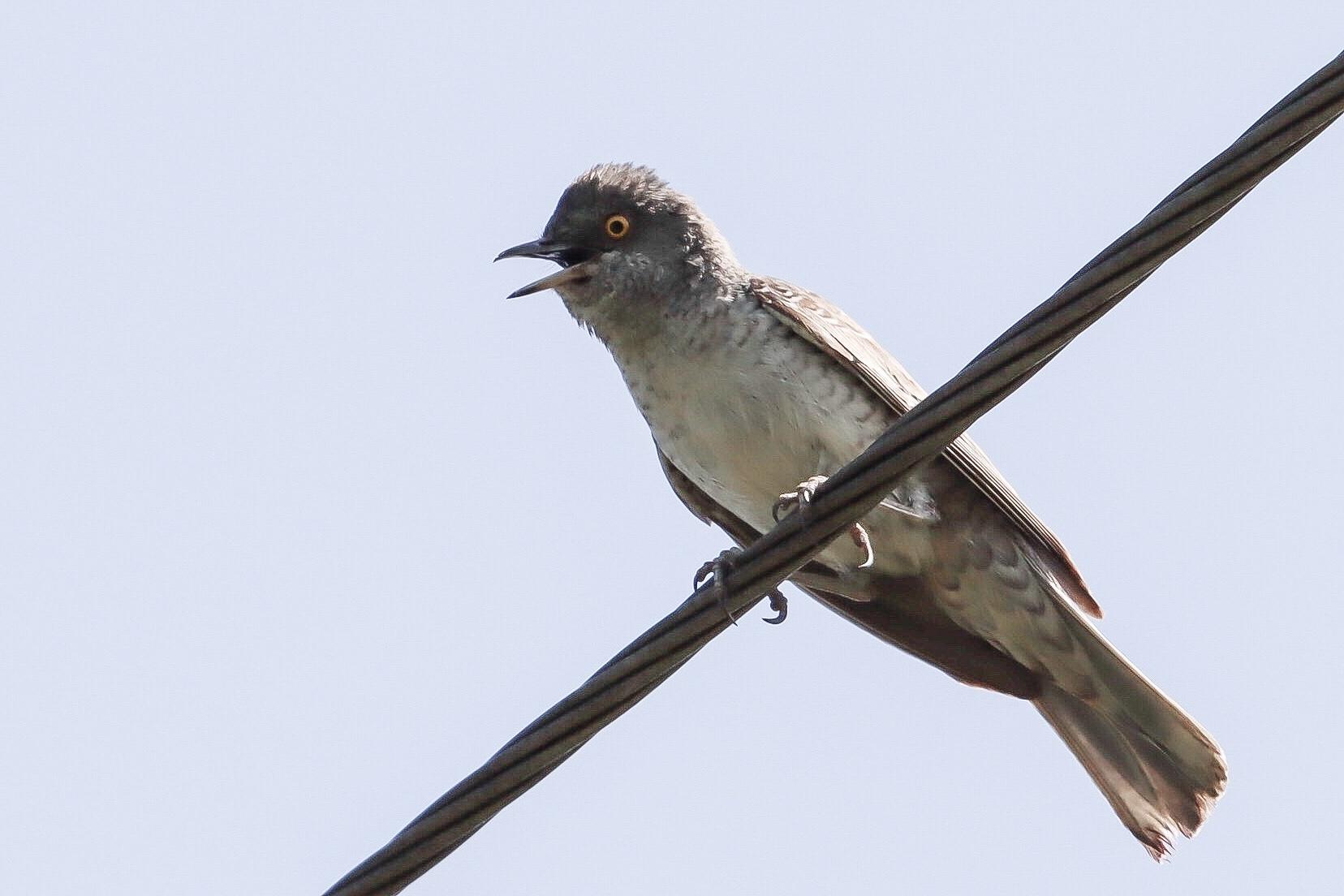 Barred Warbler