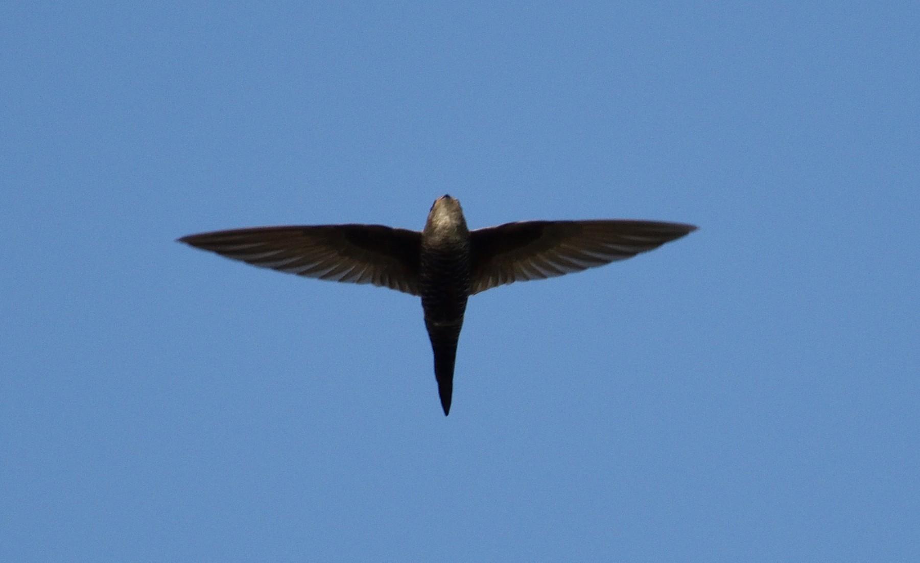 Vencejo de Blyth