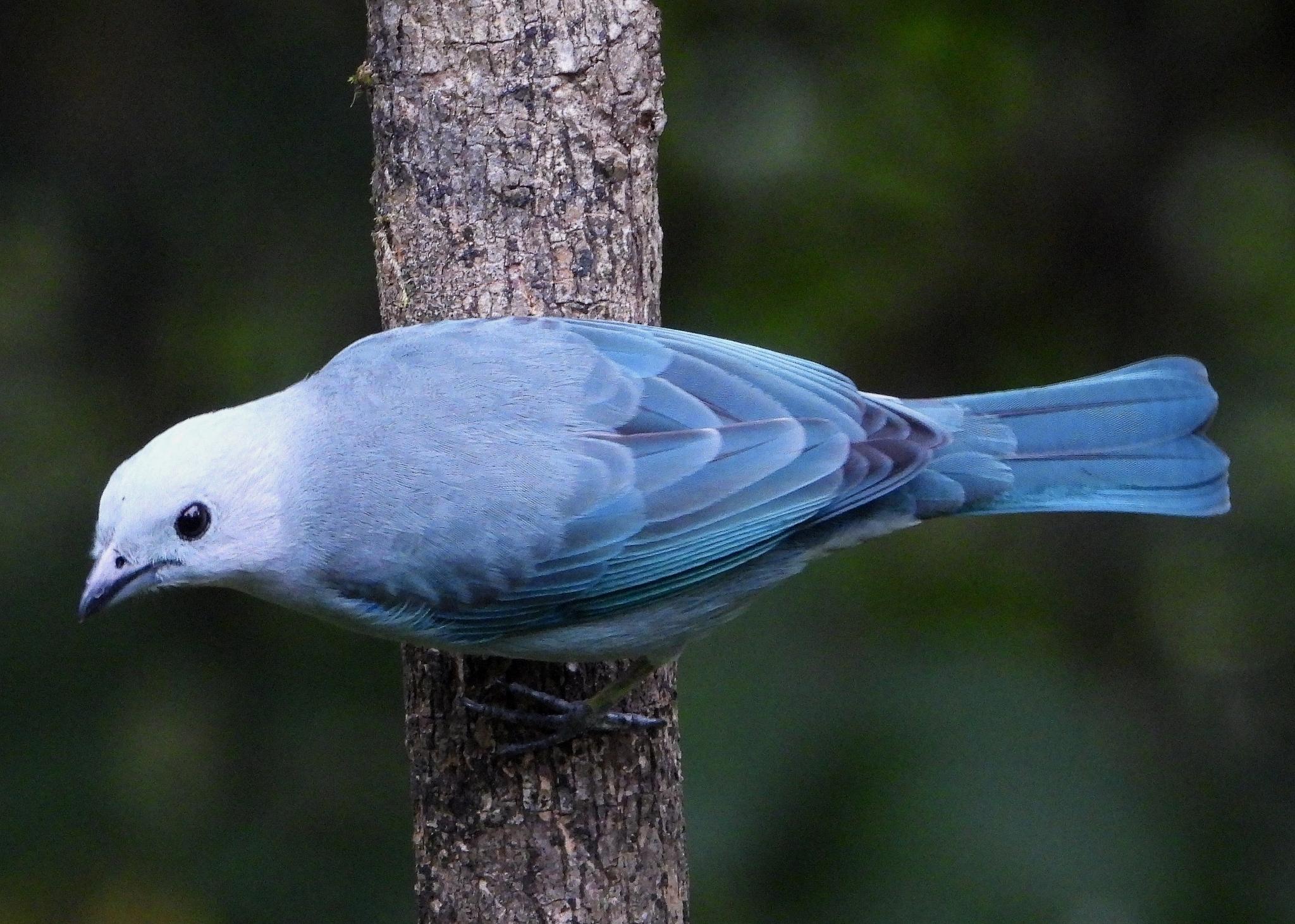 Blue-gray Tanager