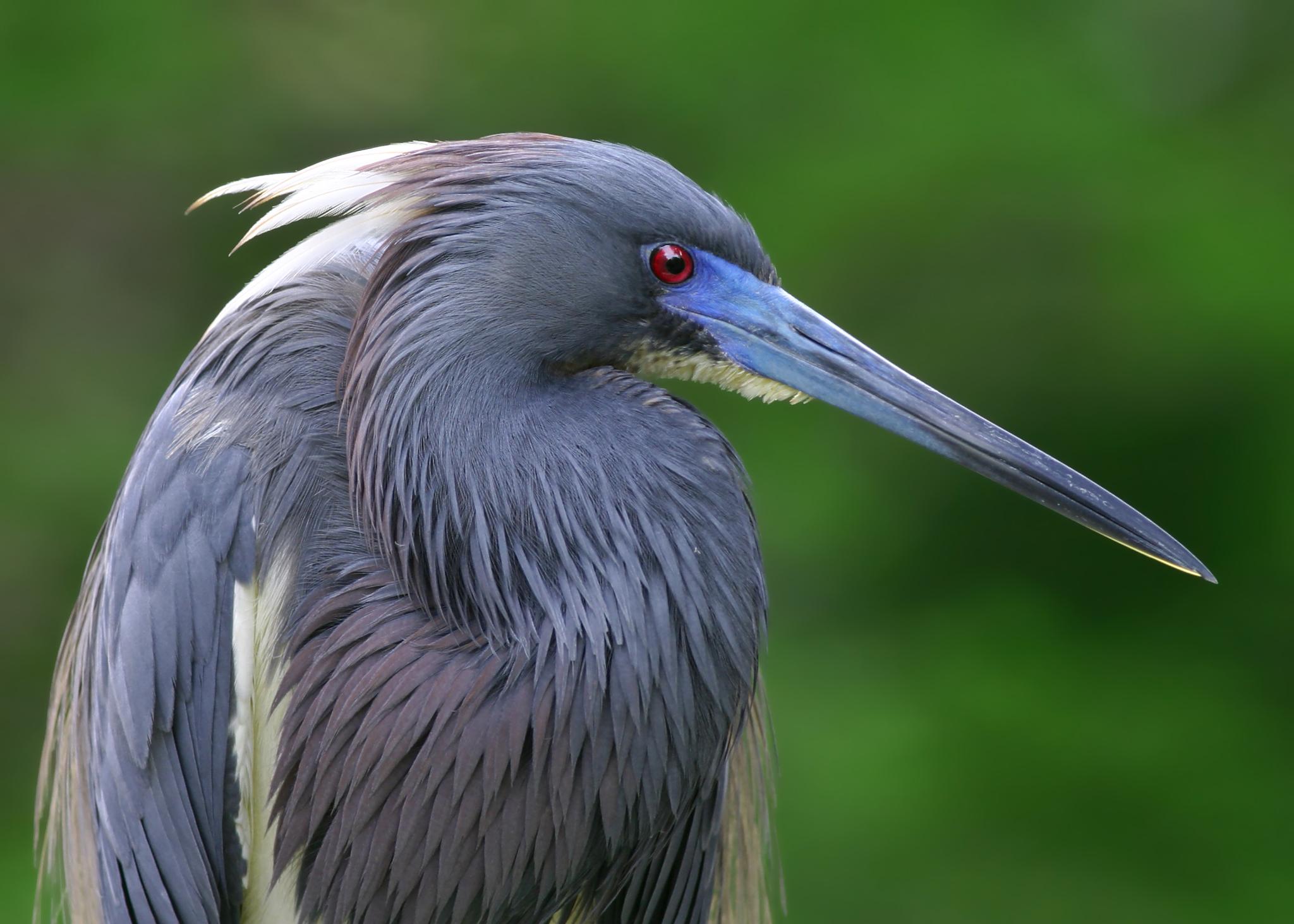 Tricolored Heron