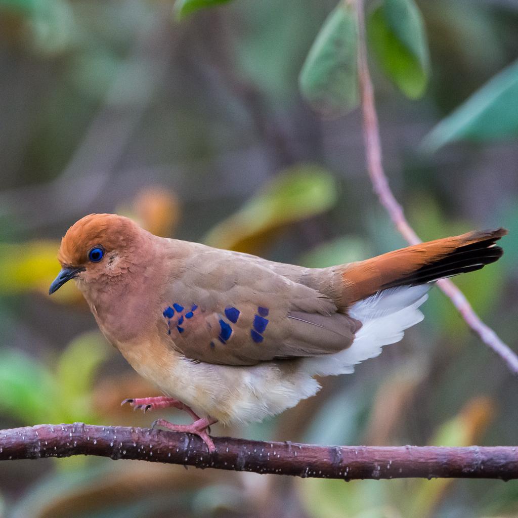 Palomas, tortolitas y coquitas