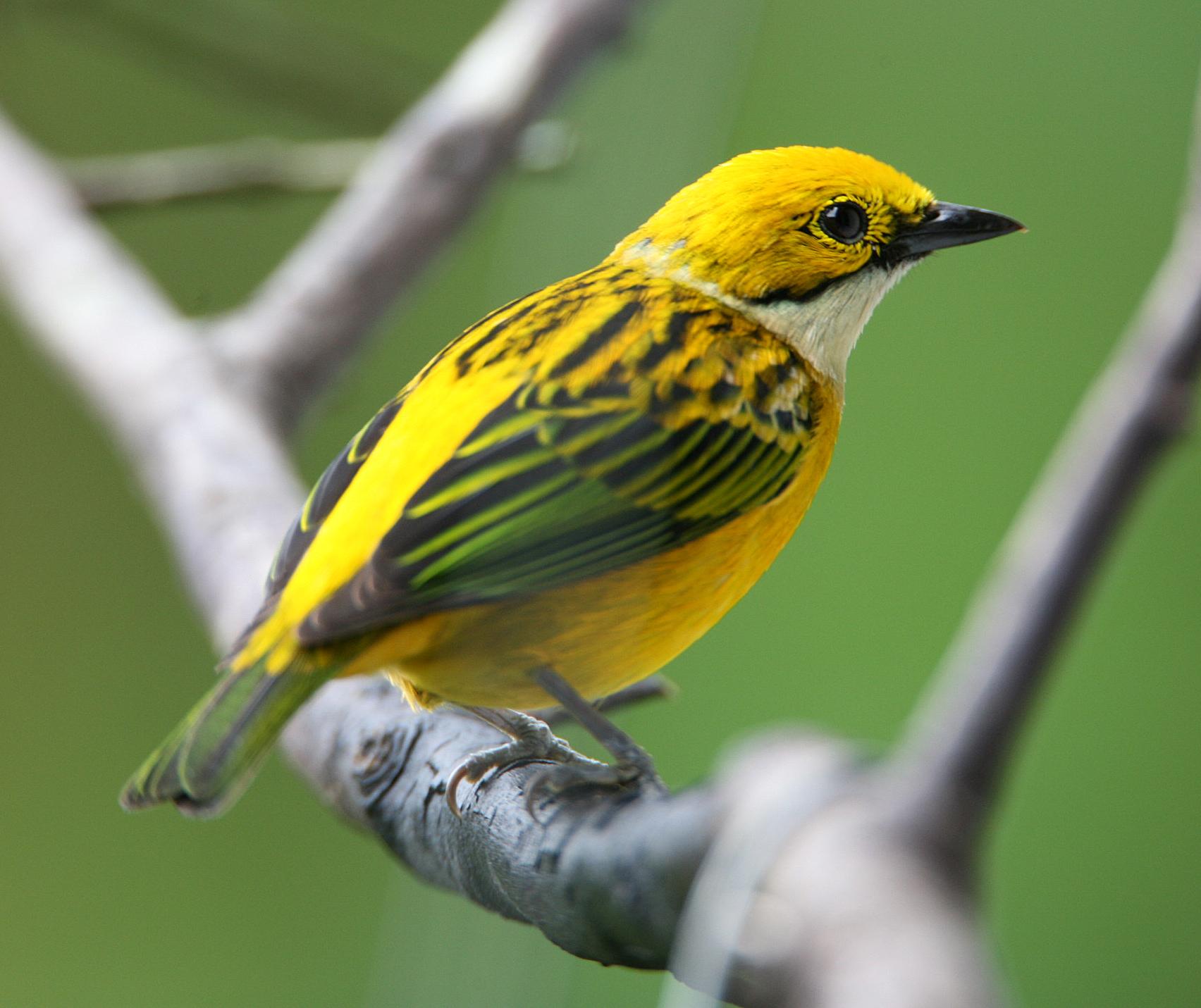 Silver-throated Tanager