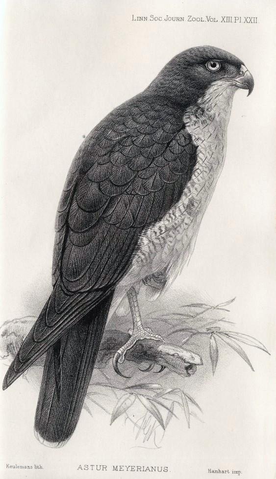 Azor de Meyer
