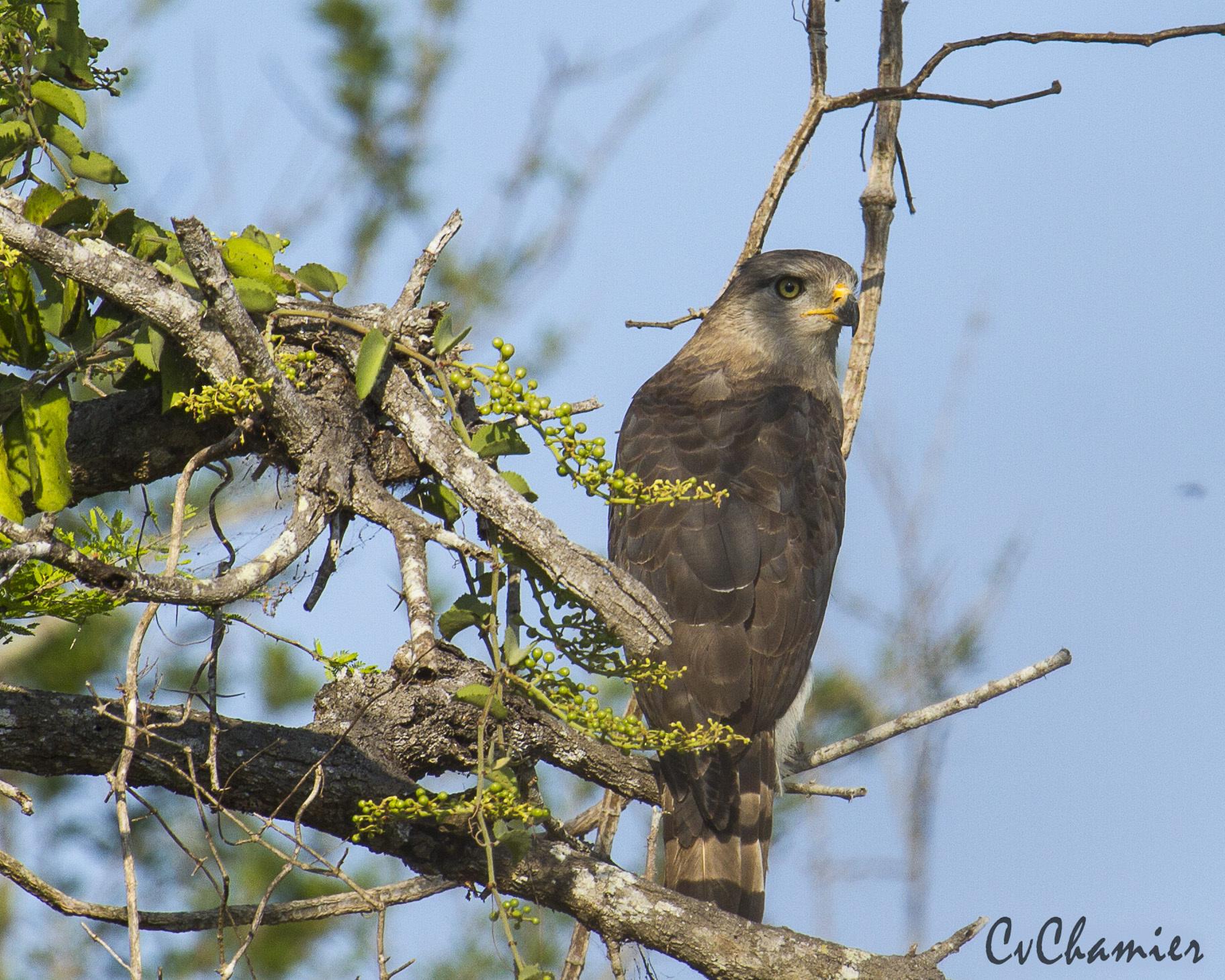 Culebrera barreada