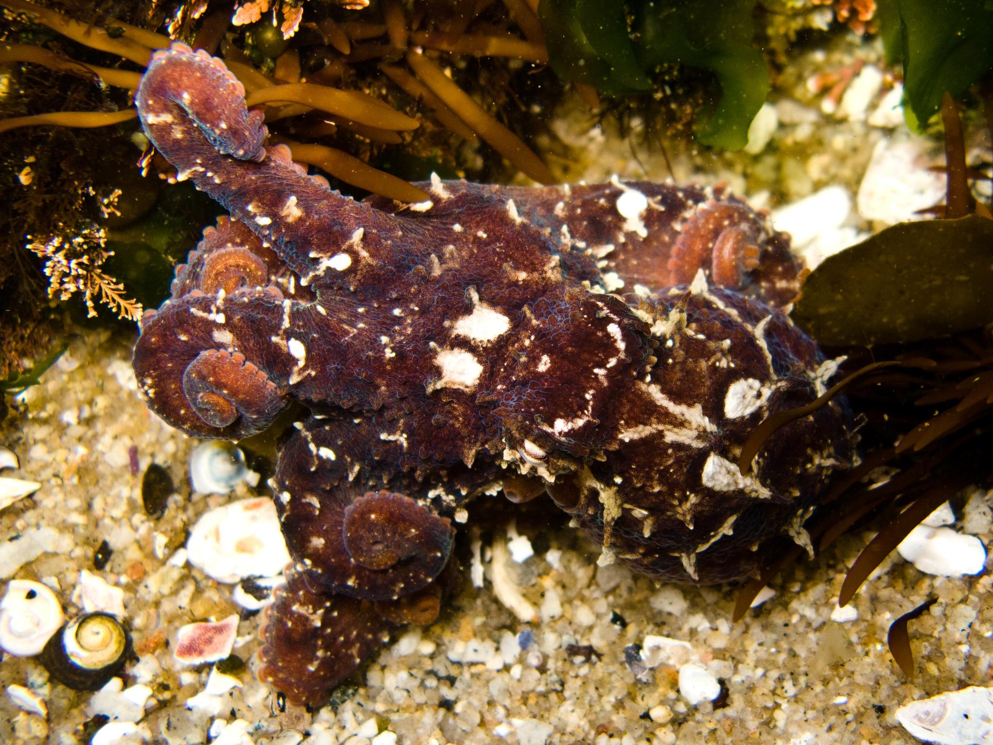 East Pacific Red Octopus