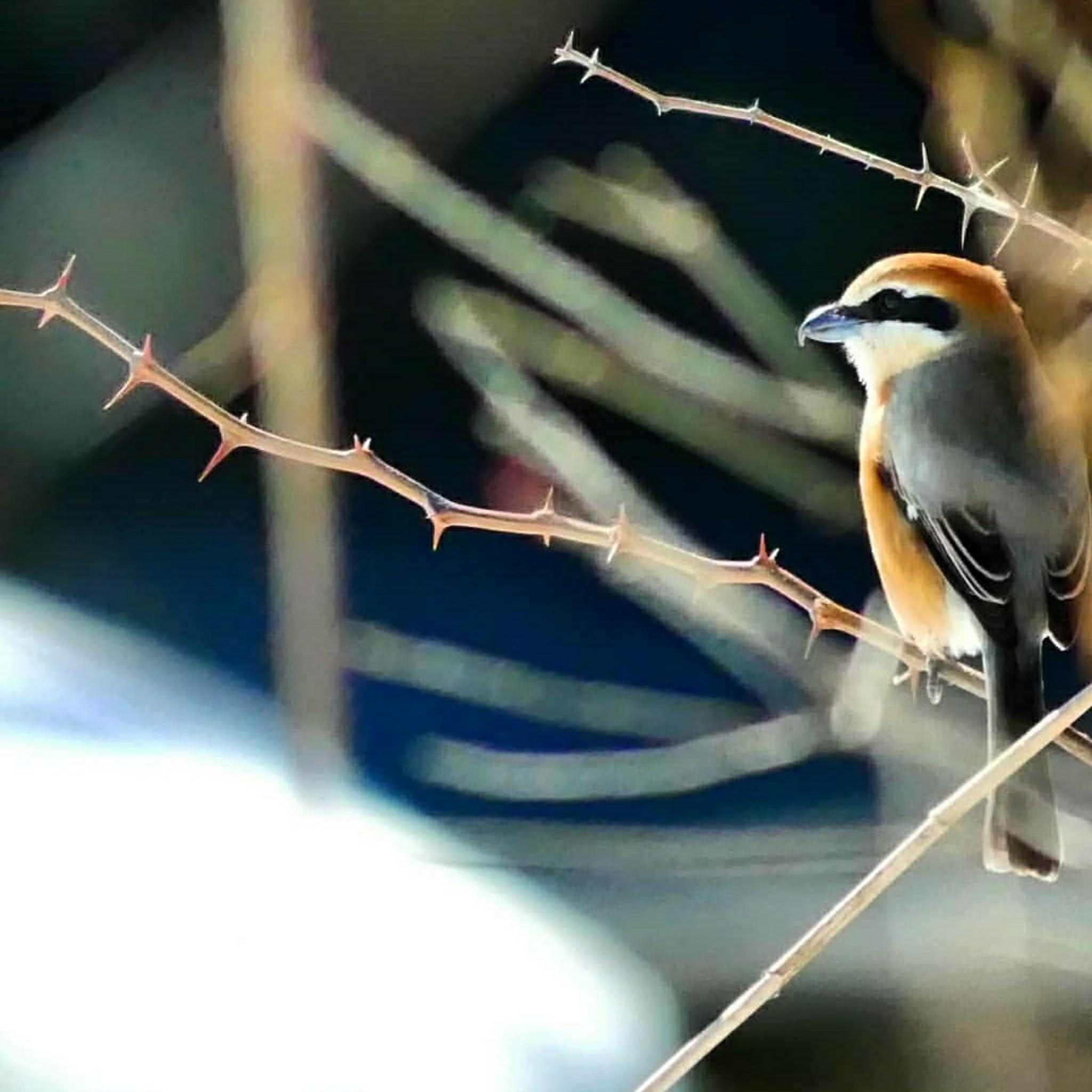 Bull-headed Shrike