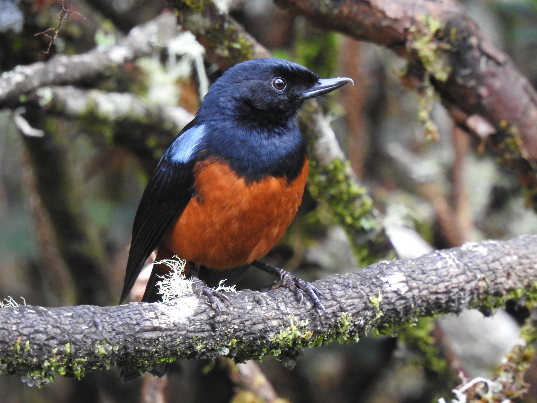 Chestnut-bellied Flowerpiercer