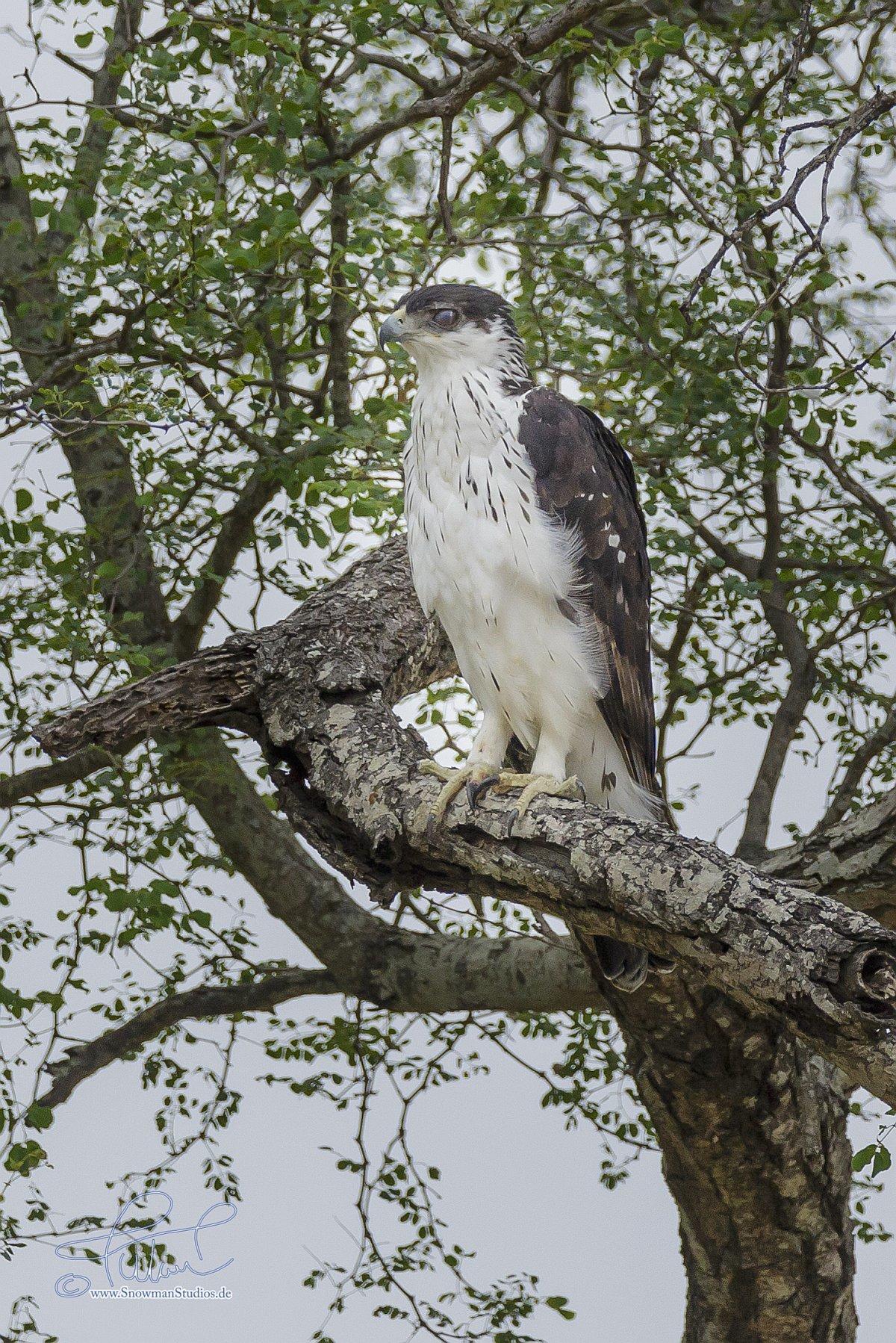 Águila azor africana