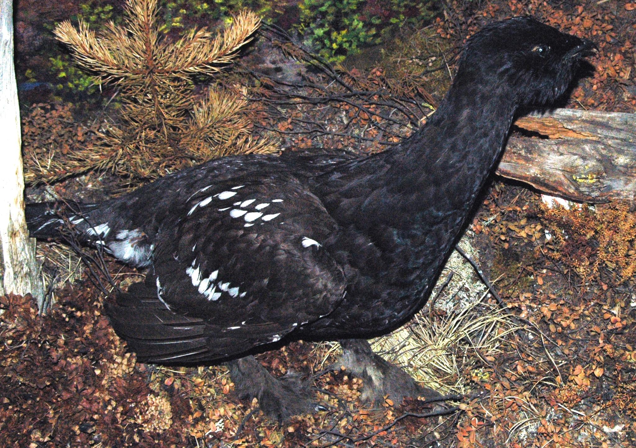 Urogallo Manchado
