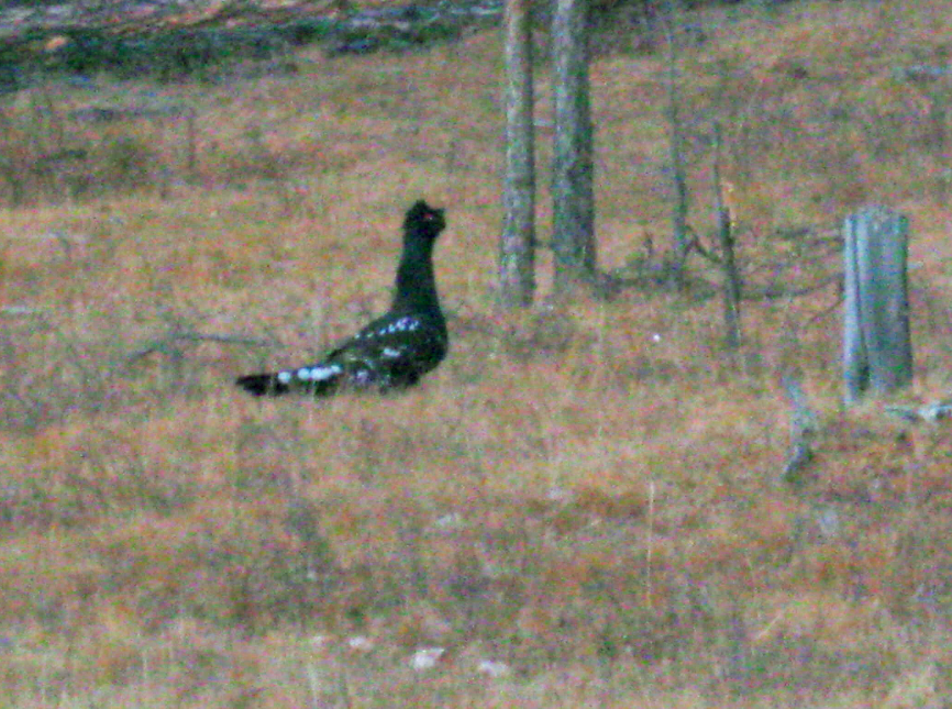 Urogallo Manchado