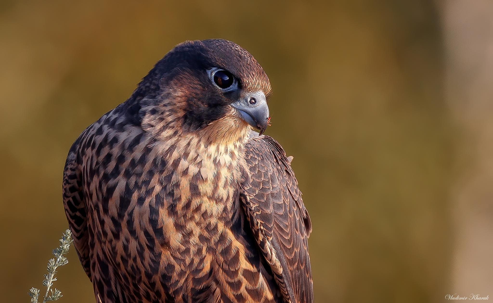 Halcón Peregrino
