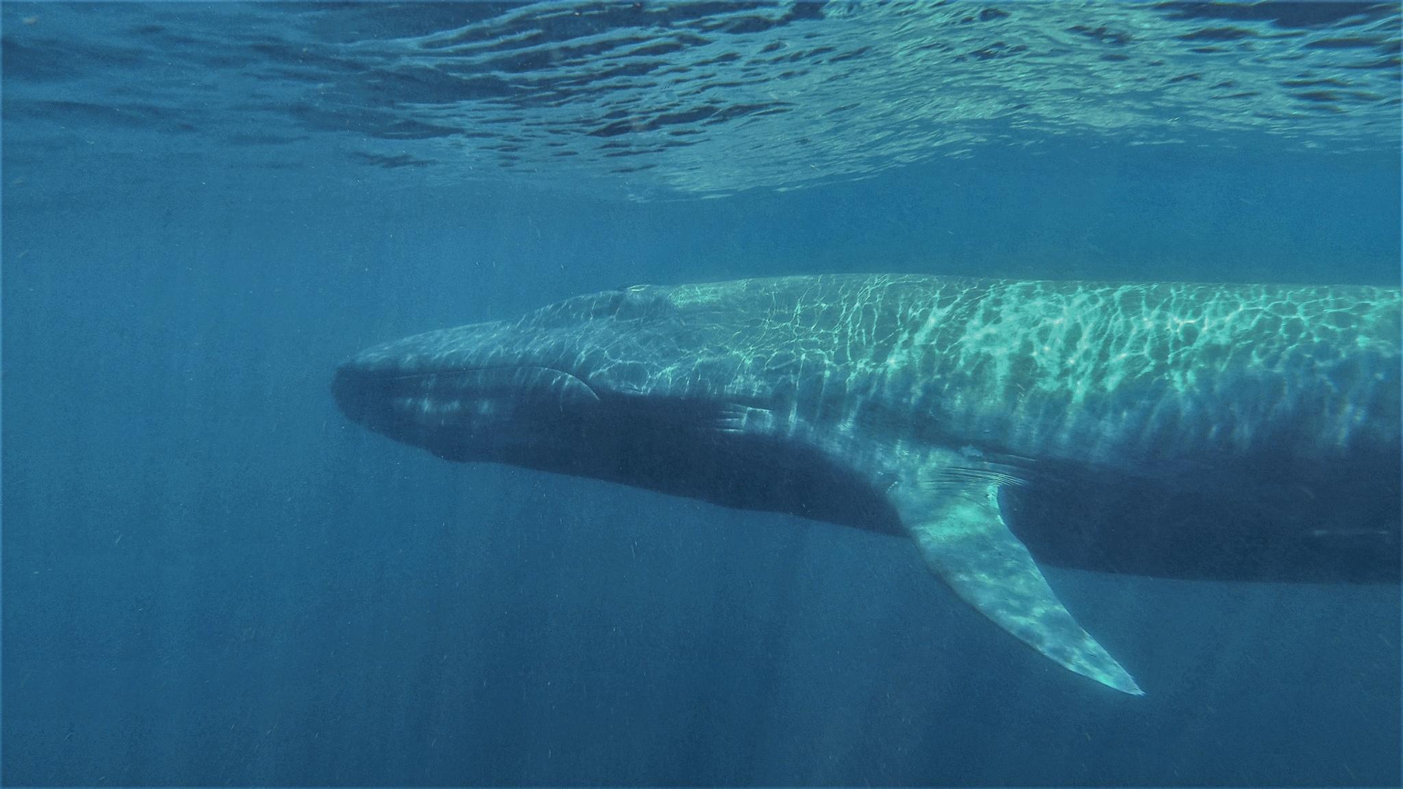 Ballena azul
