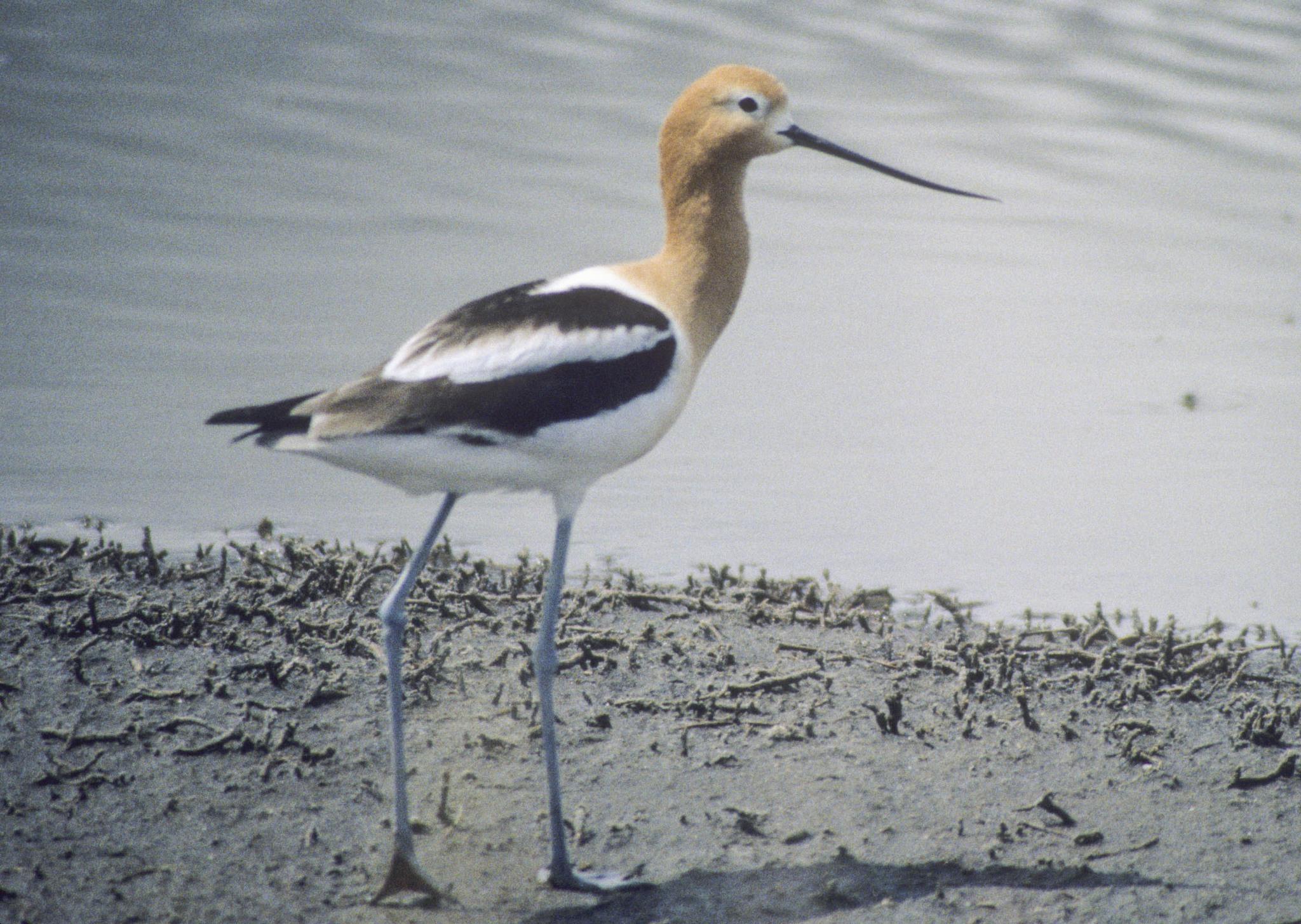Avoceta americana