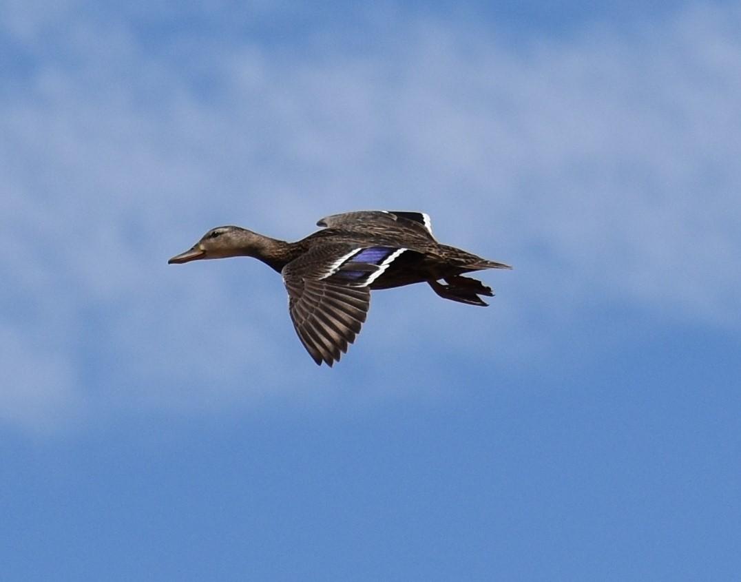Mexican Duck