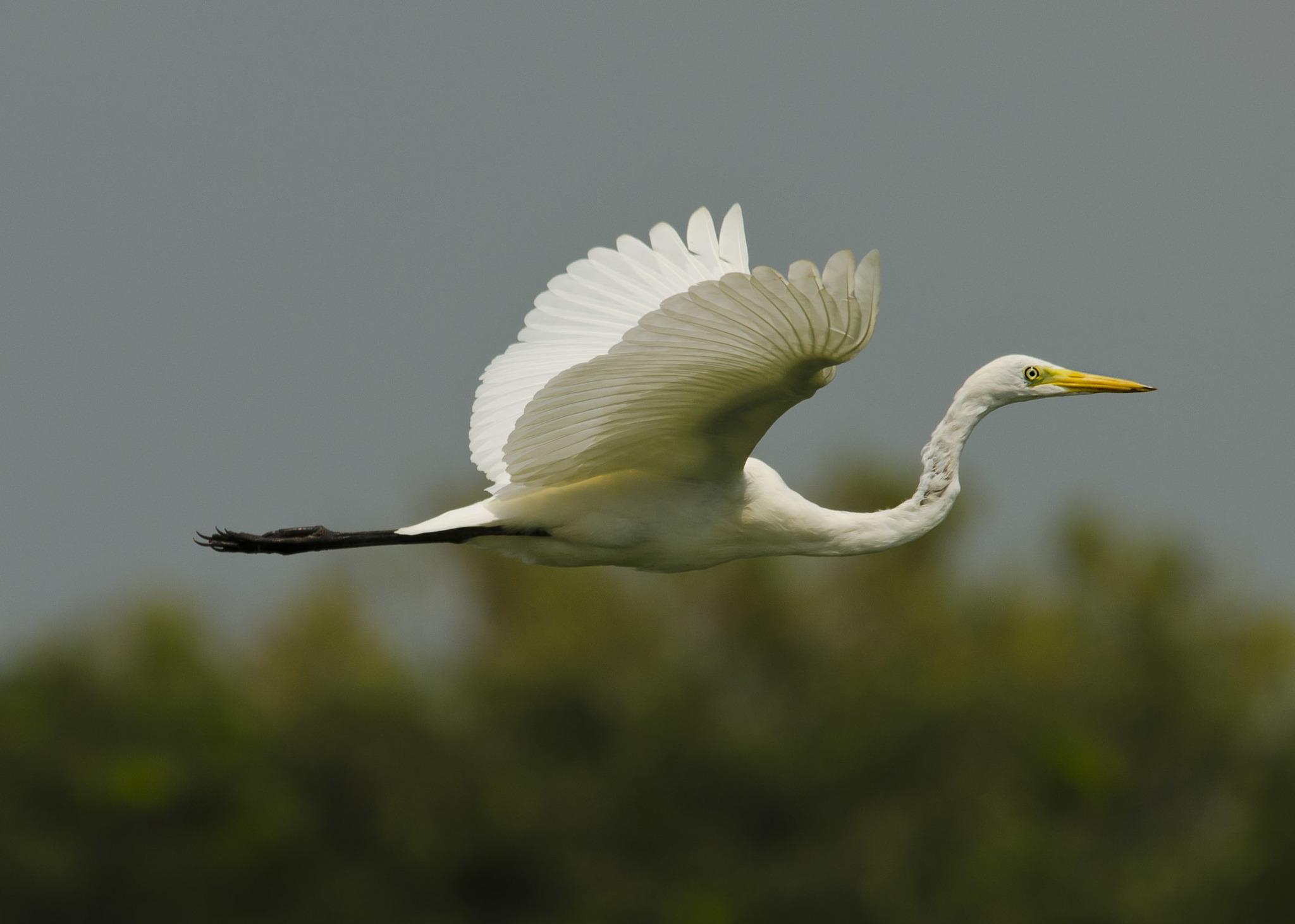 Medium Egret