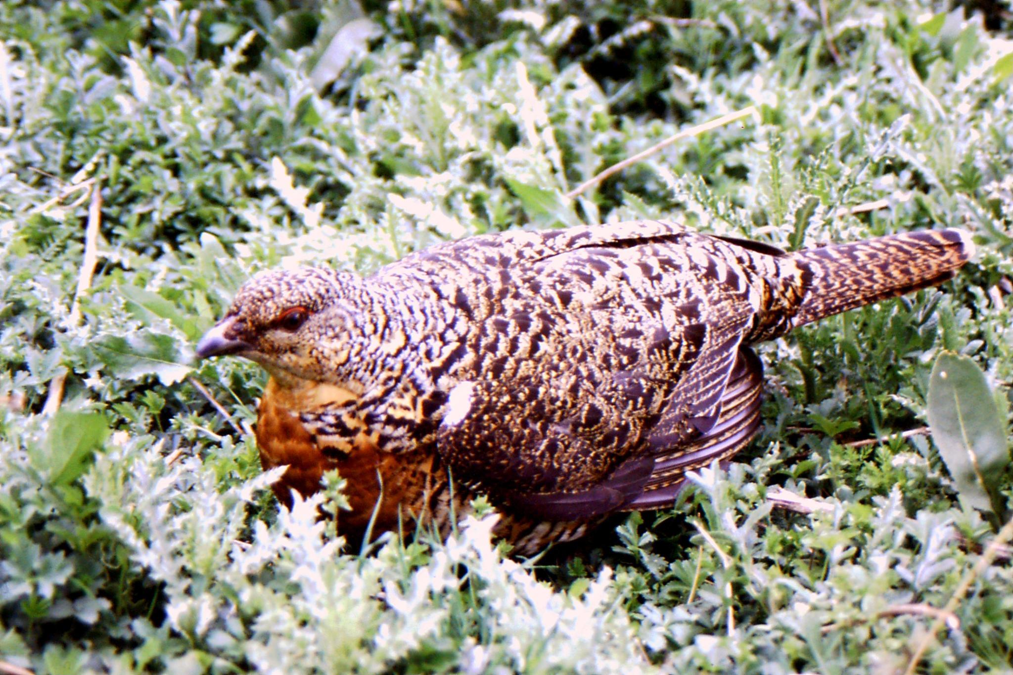 Urogallo cantábrico