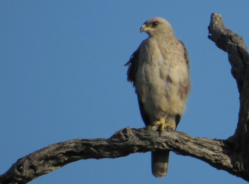 Águila de Wahlberg