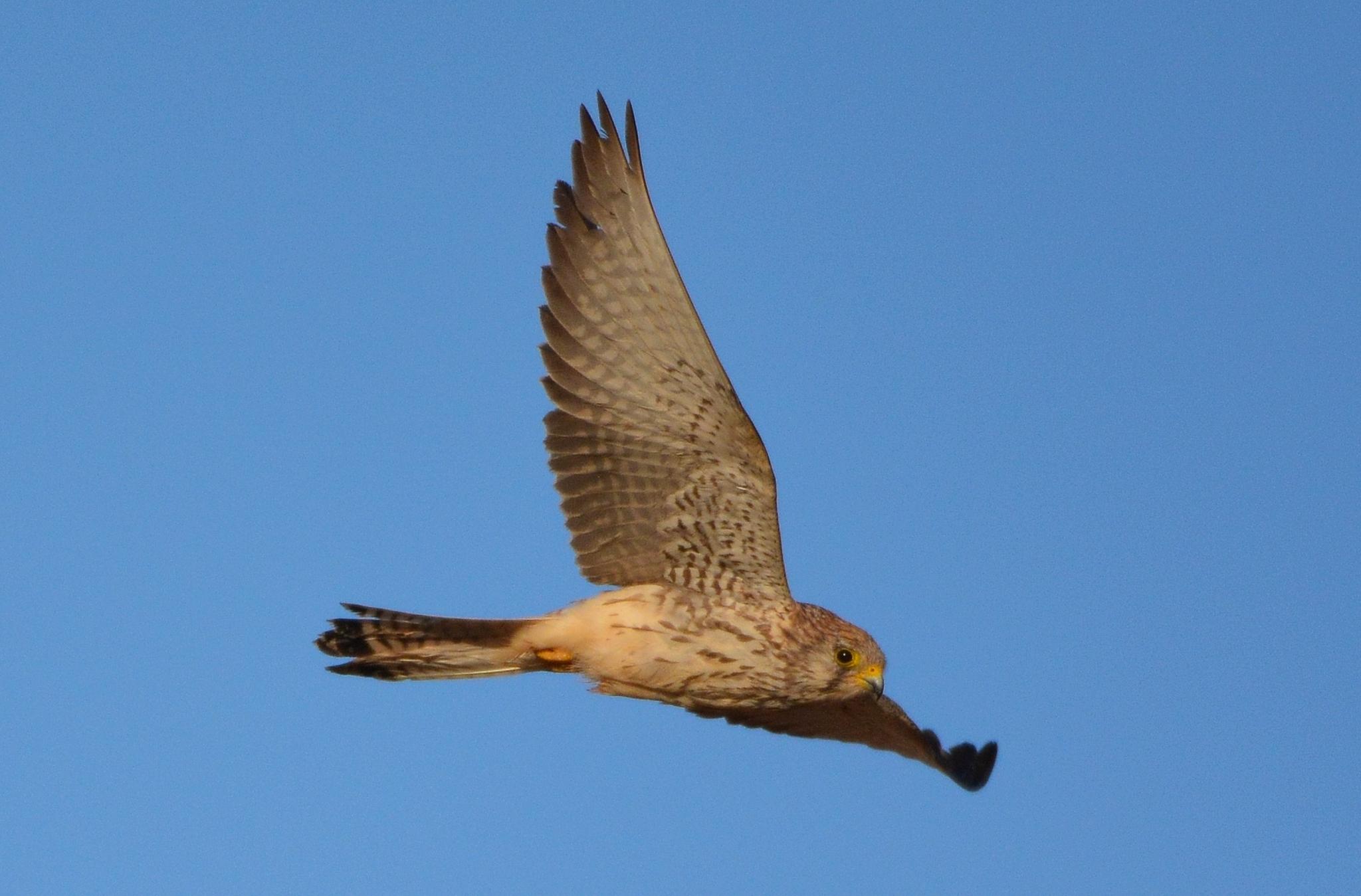 Cernicalo primilla