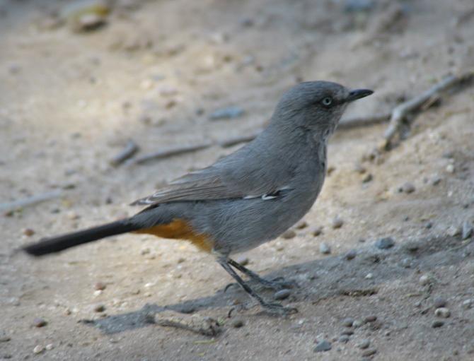 Chestnut-vented Warbler