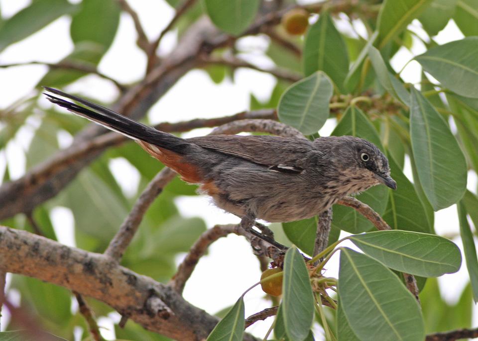 Chestnut-vented Warbler