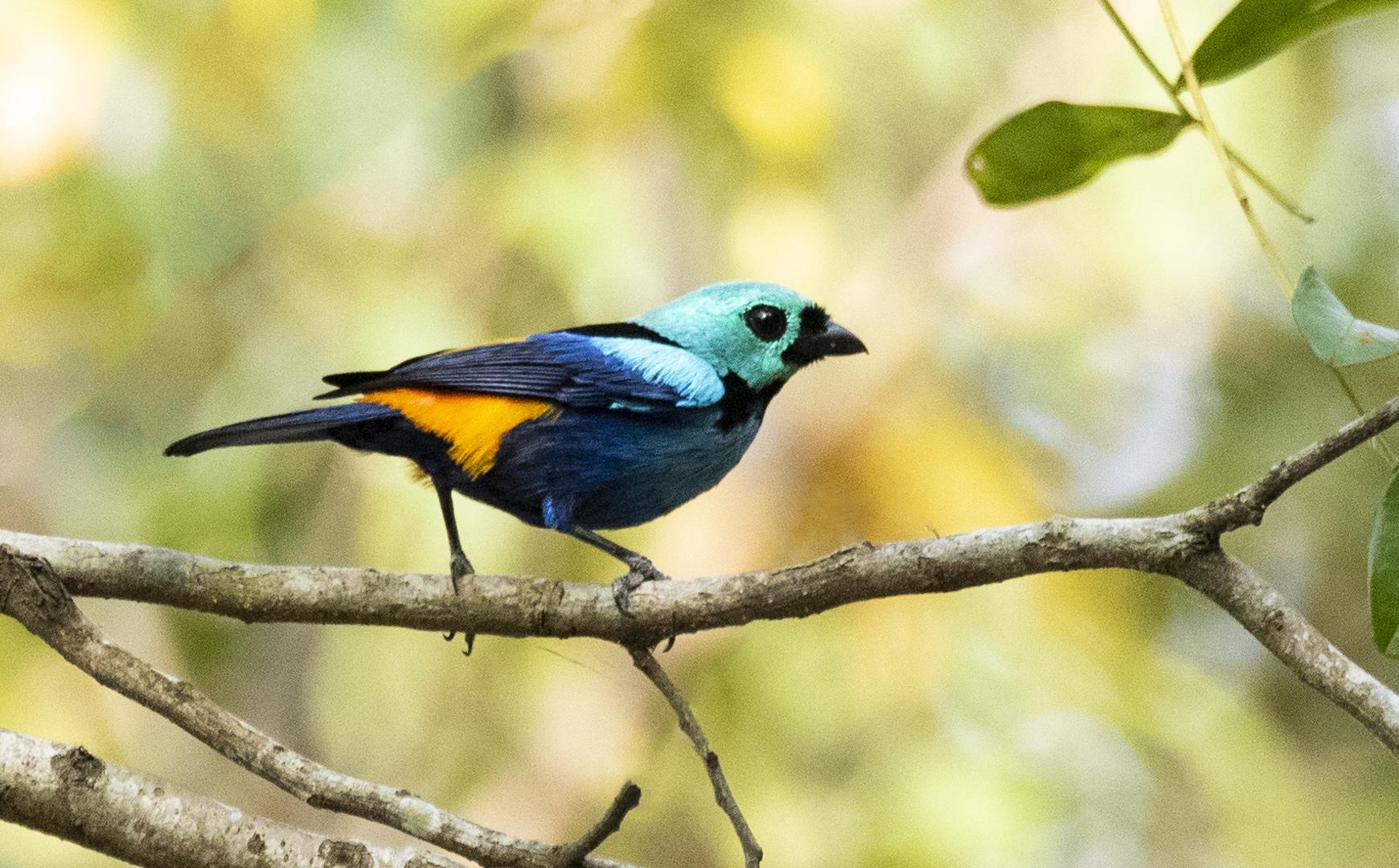 Tangara