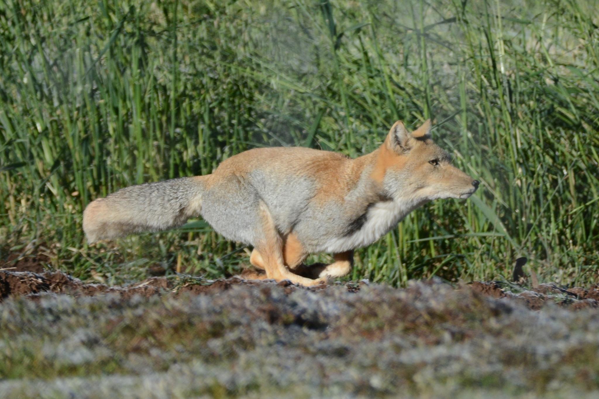 Tibetan Fox