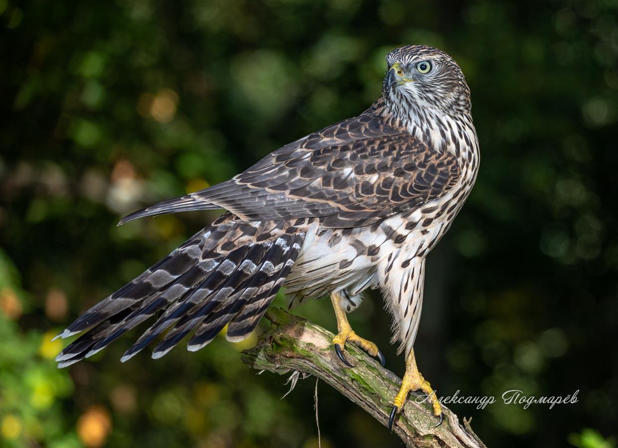 Eurasian Goshawk