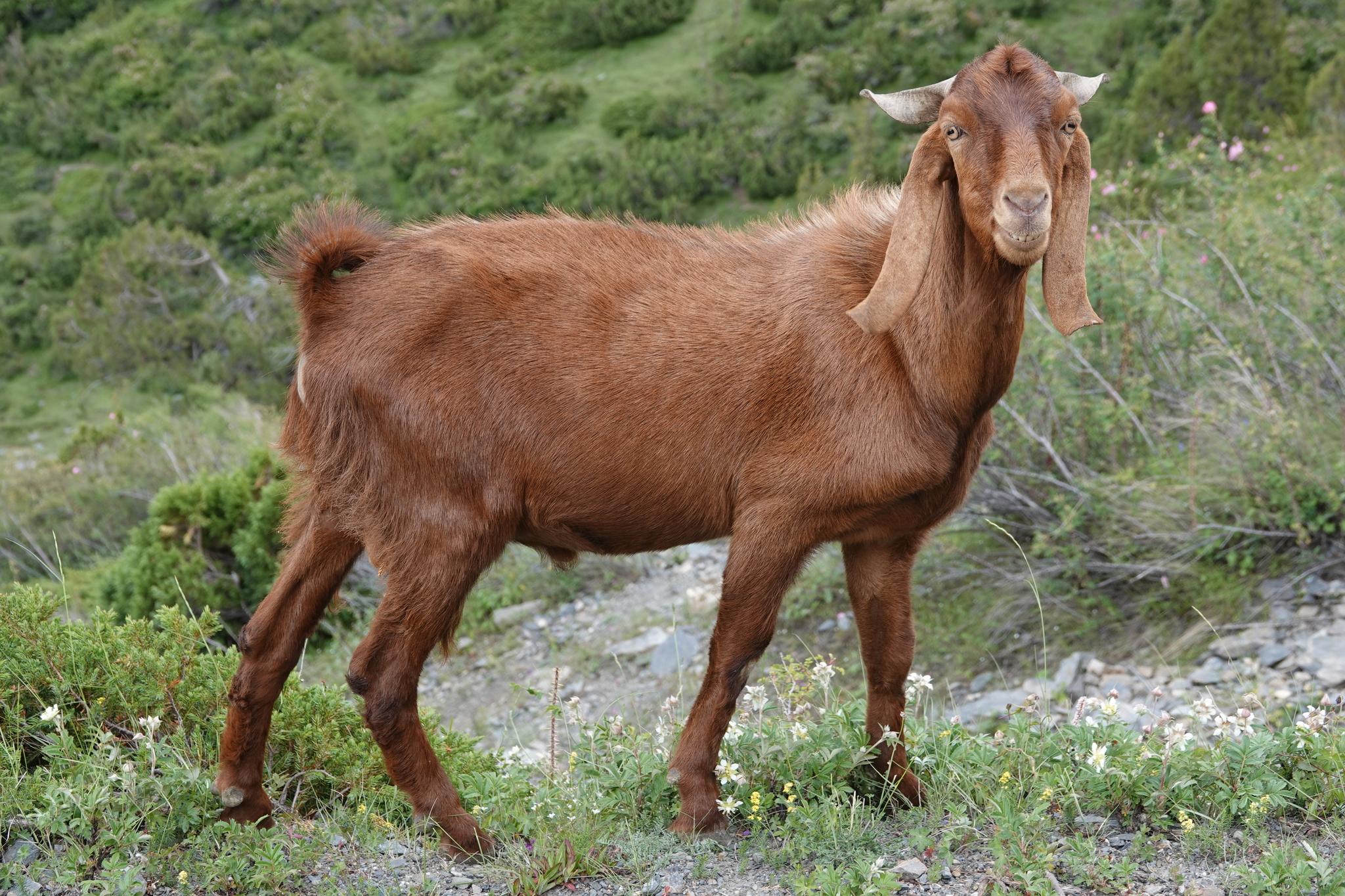 Cabra doméstica