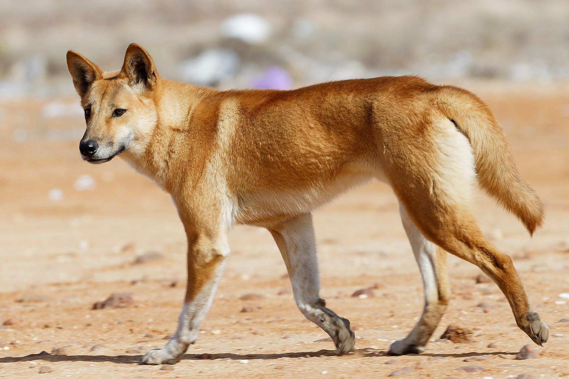 Perro Doméstico