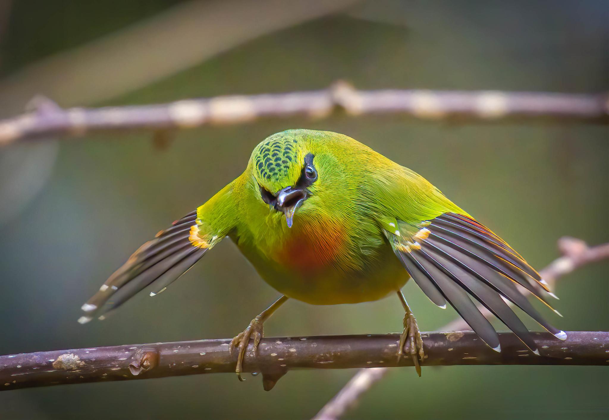 Perching Birds