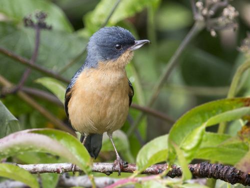 Rusty Flowerpiercer