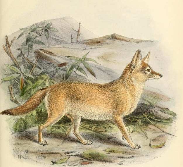 Pale Fox