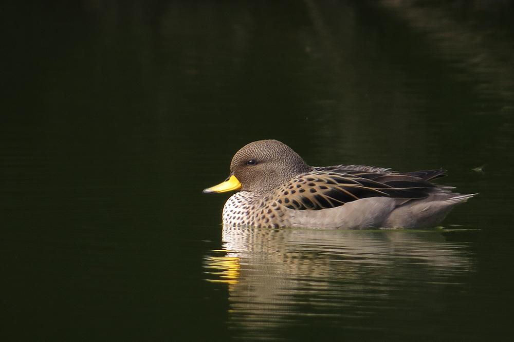 Pato Barcino