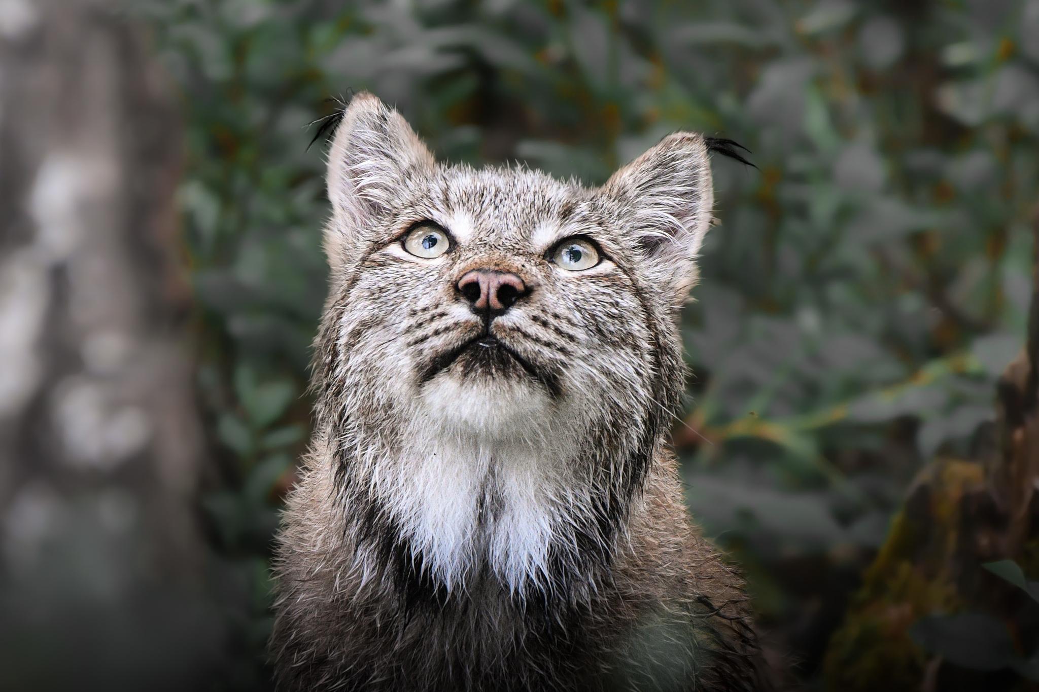 Canada Lynx