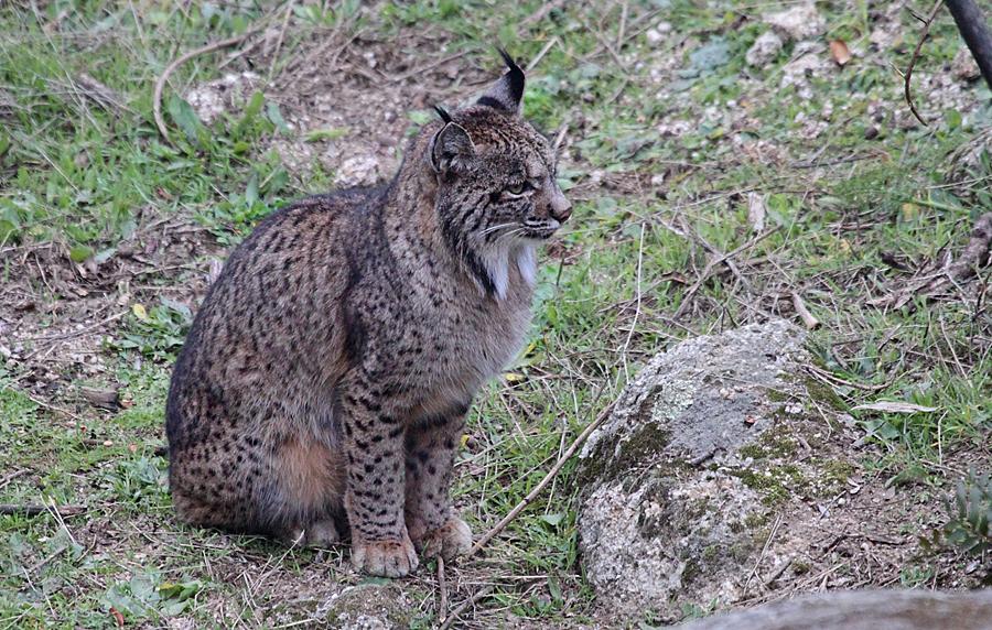 Iberian Lynx