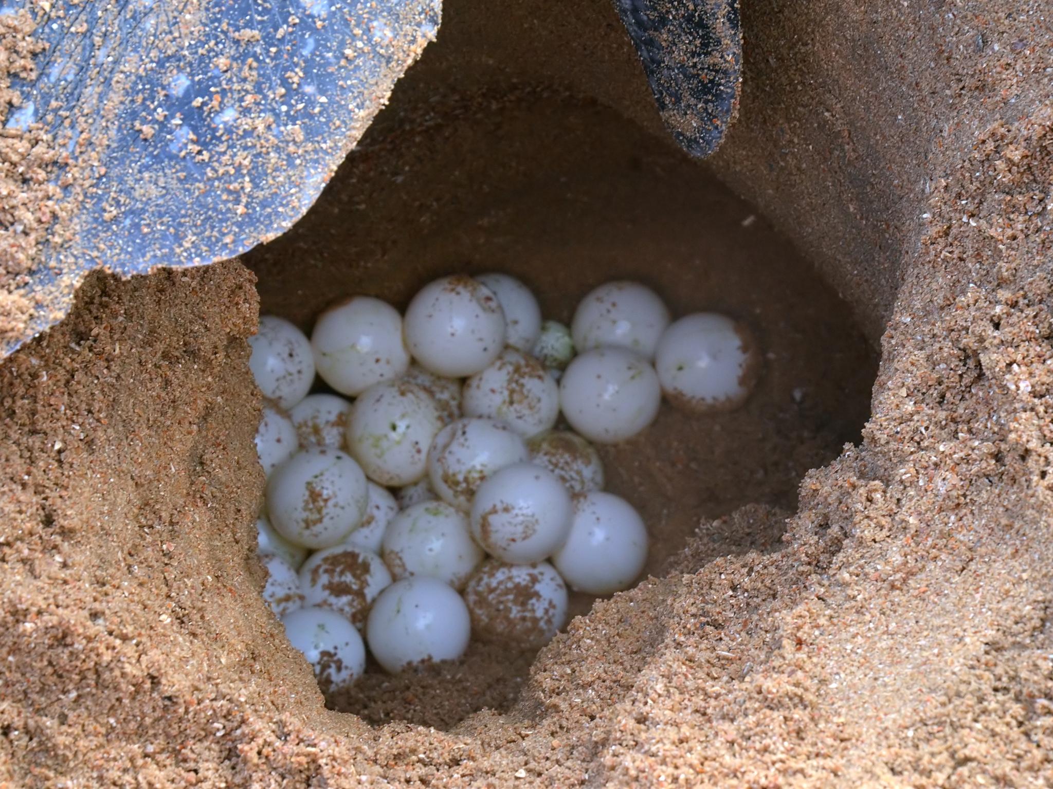 Tortuga Laúd