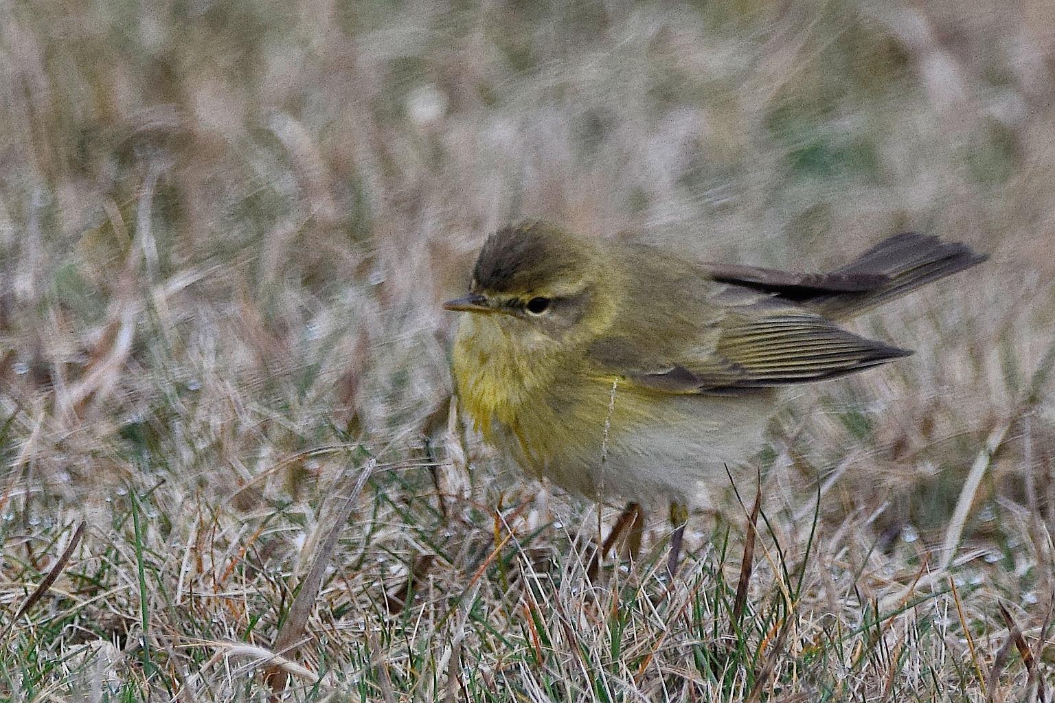 Mosquitero musical