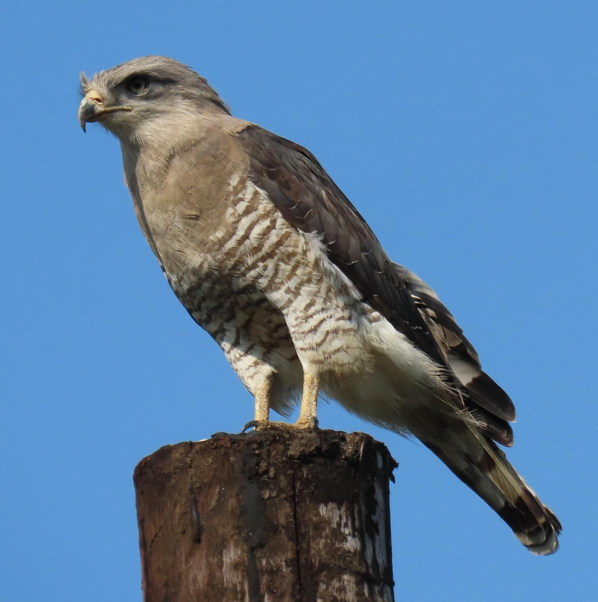 Culebrera barreada