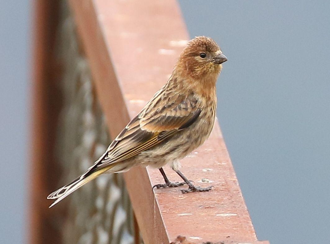 Fire-fronted Serin